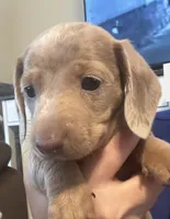 CKC shorthaired Isabella boy, a male Miniature Dachshund for sale in Roundhill, KY – Photo 6 of 6