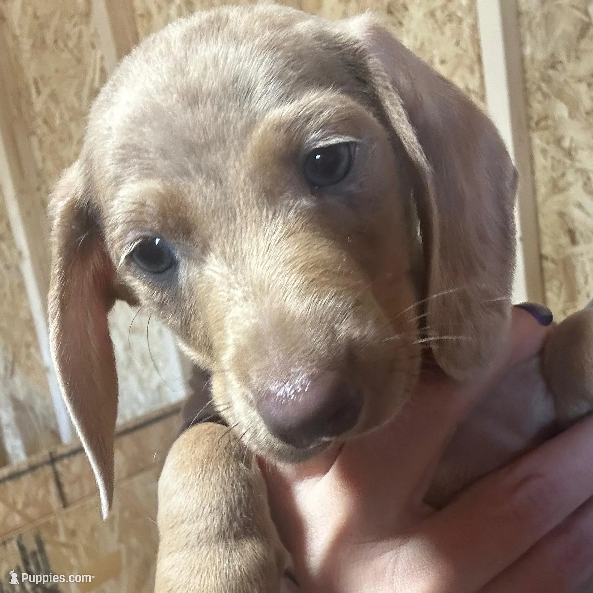 CKC shorthaired Isabella boy, a male Miniature Dachshund for sale in Roundhill, KY – Photo 2 of 6