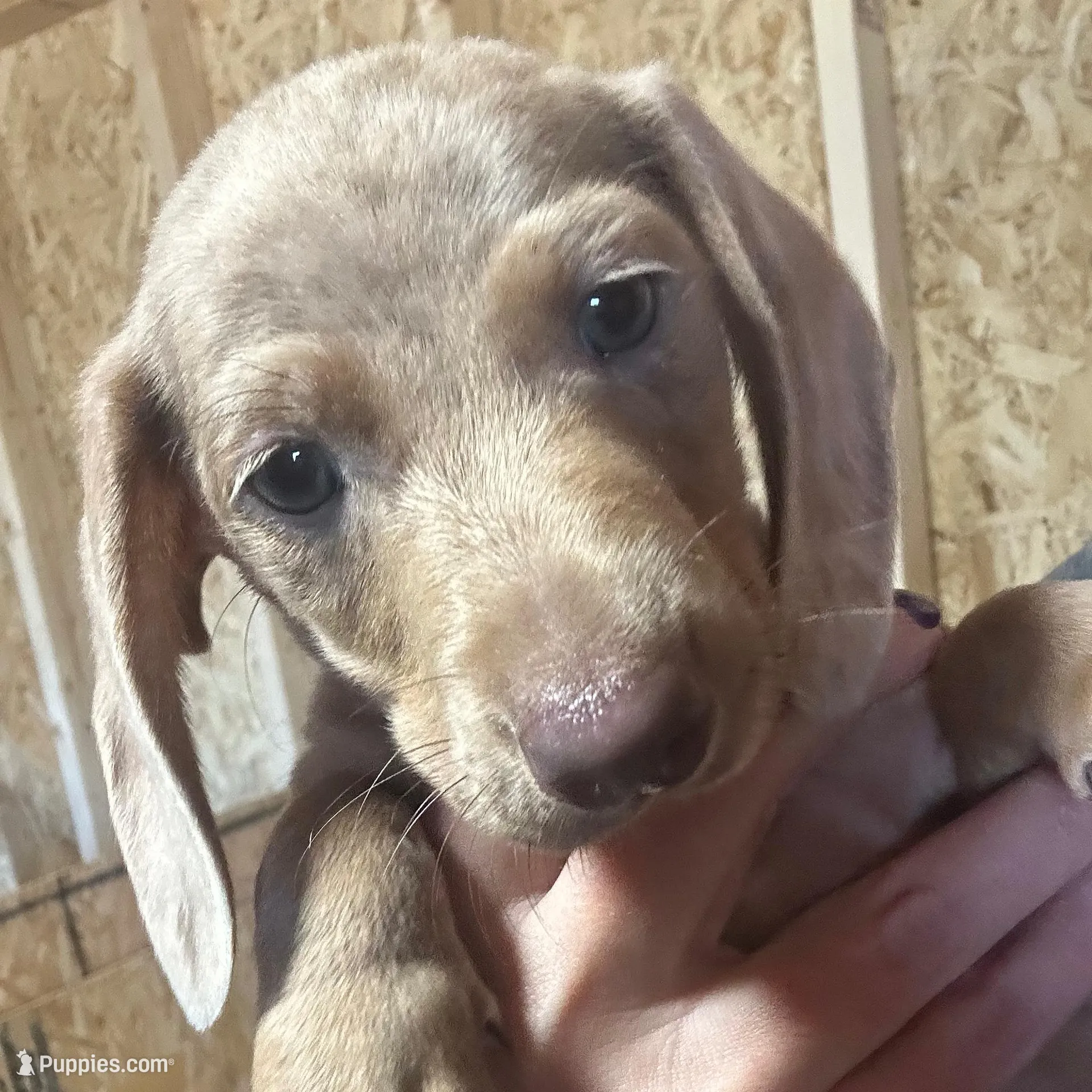 CKC shorthaired Isabella boy