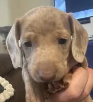 CKC shorthaired Isabella boy, a male Miniature Dachshund for sale in Roundhill, KY – Photo 4 of 6