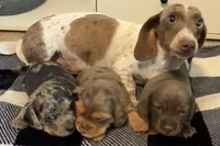 Fizzy longhaired chocolate dapple girl, a female Miniature Dachshund for sale in Roundhill, KY – 5 of 5