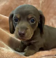 CKC chocolate and tan male, a male Miniature Dachshund for sale in Roundhill, KY – 2 of 2