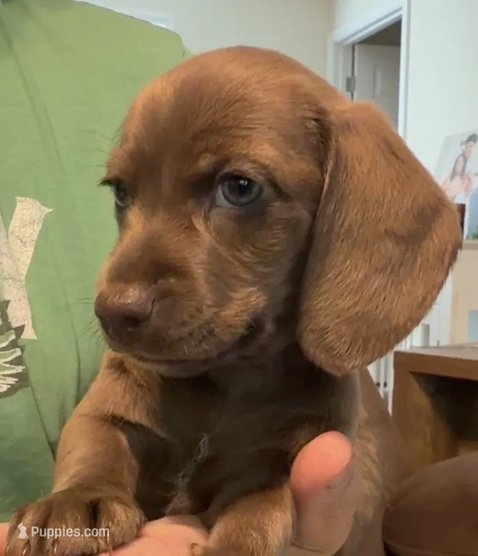 AKC shorthaired solid chocolate male – Miniature Dachshund puppy for sale in Roundhill, KY