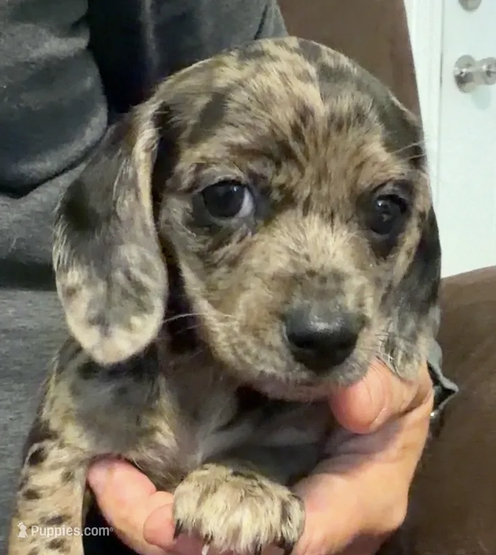 Fizzy shorthaired black dapple female – Miniature Dachshund puppy for sale in Roundhill, KY