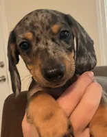 CKC black dapple male, a male Miniature Dachshund for sale in Roundhill, KY – 1 of 5