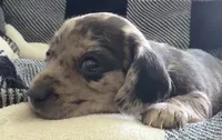 Fizzy shorthaired black dapple female, a female Miniature Dachshund for sale in Roundhill, KY – 2 of 5