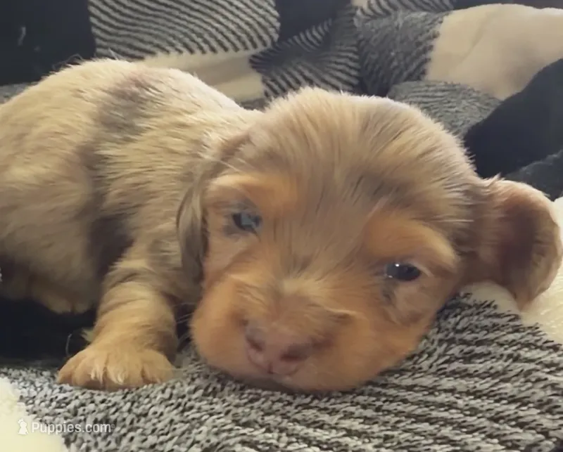 Nala longhaired chocolate/tan dapple female – Miniature Dachshund puppy for sale in Roundhill, KY