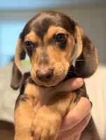 CKC chocolate and tan male, a male Miniature Dachshund for sale in Roundhill, KY – 5 of 5