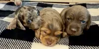 Fizzy longhaired chocolate dapple girl, a female Miniature Dachshund for sale in Roundhill, KY – 4 of 5