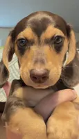 CKC chocolate and tan male, a male Miniature Dachshund for sale in Roundhill, KY – 4 of 5