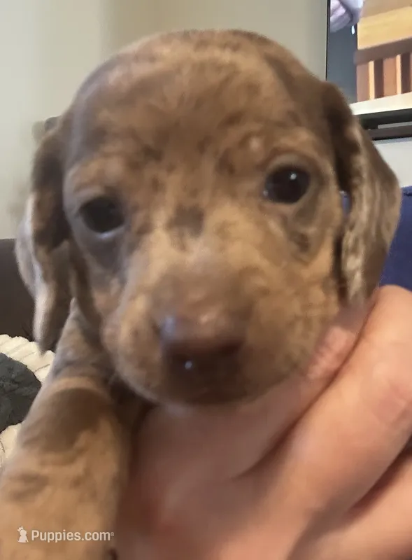 CKC SH chocolate dapple girl