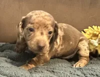 processed/02dc4695-632b-46bf-953d-a8fe5e615771/listing/623e779e-c647-43de-a068-76b1680bf51b/b0f422cb-26a7-4761-bb26-441a911ad902