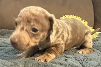 processed/02dc4695-632b-46bf-953d-a8fe5e615771/listing/623e779e-c647-43de-a068-76b1680bf51b/d4314592-b5f2-483d-bd23-28797903855b