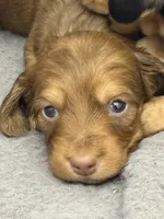 Nellie longhaired red male, a male Miniature Dachshund for sale in Roundhill, KY – 1 of 3