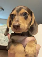 CKC chocolate and tan male, a male Miniature Dachshund for sale in Roundhill, KY – 2 of 5
