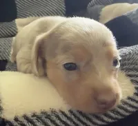 Nala Shorthaired Isabella girl , a female Miniature Dachshund for sale in Roundhill, KY – 4 of 5