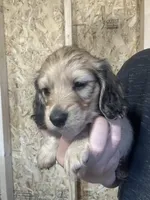 Shaded cream boy 1, a male Miniature Dachshund for sale in Roundhill, KY – Photo 4 of 6