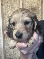 Shaded cream boy 1, a male Miniature Dachshund for sale in Roundhill, KY – Photo 1 of 6
