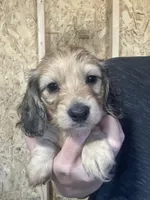 Shaded cream boy 1, a male Miniature Dachshund for sale in Roundhill, KY – Photo 3 of 6