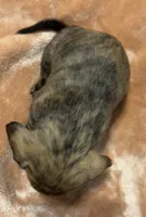 CKC Brindle female, a female Miniature Dachshund for sale in Roundhill, KY – 2 of 4