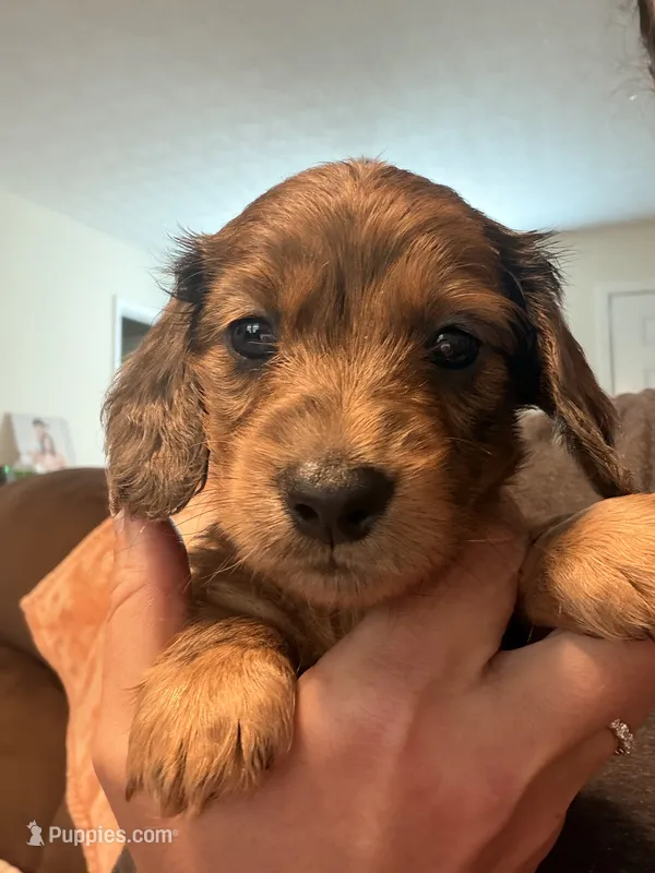 CKC longhaired dapple male – Miniature Dachshund puppy for sale in Roundhill, KY