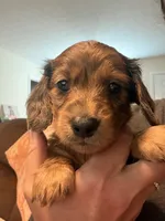 CKC longhaired dapple male, a male Miniature Dachshund for sale in Roundhill, KY – 1 of 4