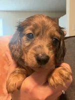 CKC longhaired dapple male, a male Miniature Dachshund for sale in Roundhill, KY – 3 of 4