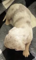 Nala Shorthaired Isabella dapple male, a male Miniature Dachshund for sale in Roundhill, KY – 4 of 4
