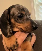 CKC black dapple male, a male Miniature Dachshund for sale in Roundhill, KY – 2 of 5