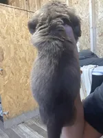 Akc chocolate shaded cream, a female Miniature Dachshund for sale in Roundhill, KY – Photo 2 of 2