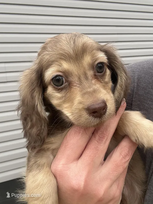 Akc chocolate shaded cream