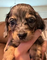 Bl dapple female akc, a female Miniature Dachshund for sale in Roundhill, KY – 2 of 4