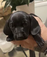 Solid black shorthaired boy, a male Miniature Dachshund for sale in Roundhill, KY – 3 of 3