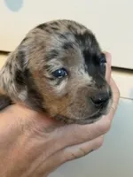 Nala black dapple female, a female Miniature Dachshund for sale in Roundhill, KY – 2 of 4