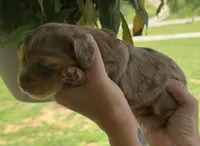 Fizzy longhaired chocolate dapple girl, a female Miniature Dachshund for sale in Roundhill, KY – 3 of 5