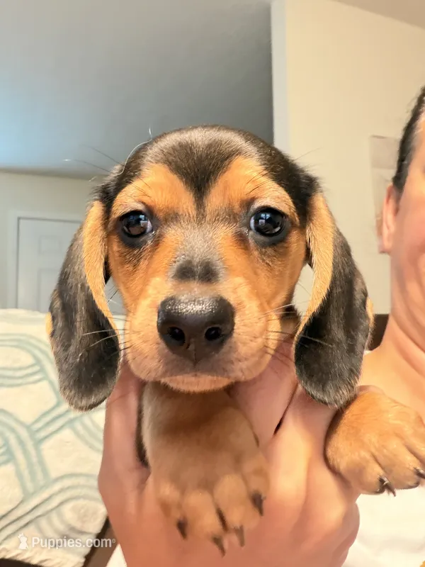 CKC black and tan female – Miniature Dachshund puppy for sale in Roundhill, KY