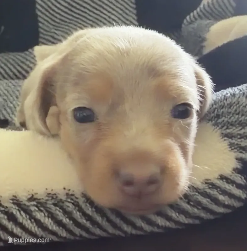 Nala Shorthaired Isabella girl  – Miniature Dachshund puppy for sale in Roundhill, KY