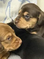 Nellie shorthaired chocolate/tan male, a male Miniature Dachshund for sale in Roundhill, KY – 3 of 5