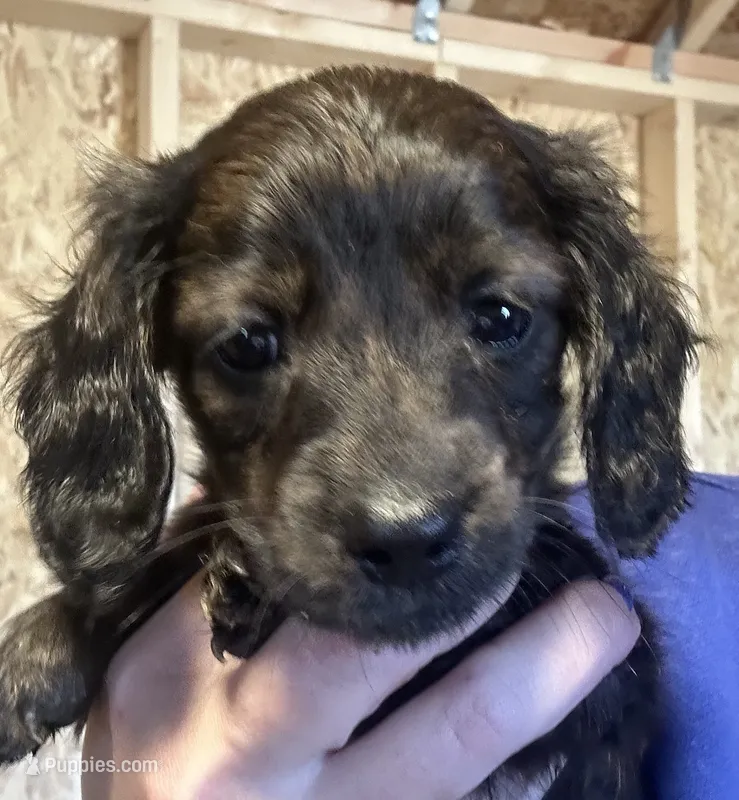 CKC brindle longhaired female