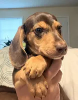 CKC chocolate and tan male, a male Miniature Dachshund for sale in Roundhill, KY – 3 of 5
