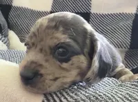 Fizzy shorthaired black dapple female, a female Miniature Dachshund for sale in Roundhill, KY – 4 of 5