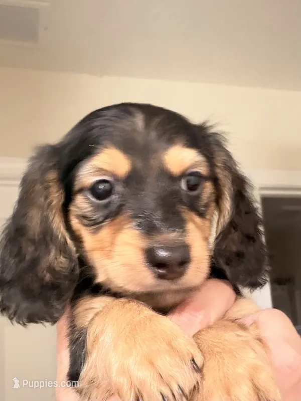 CKC longhaired black and tan – Miniature Dachshund puppy for sale in Roundhill, KY