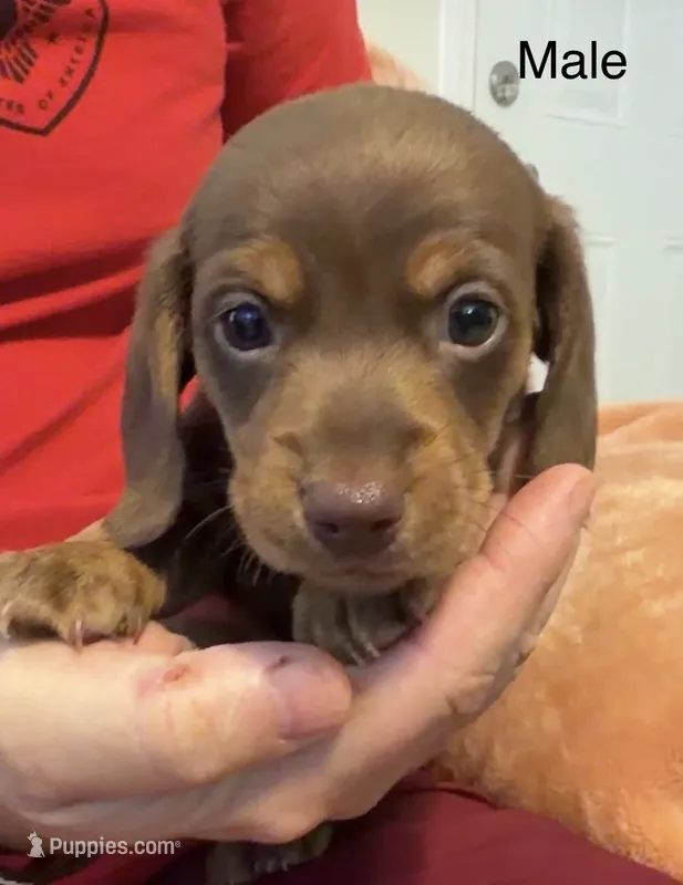 CKC chocolate and tan male – Miniature Dachshund puppy for sale in Roundhill, KY