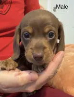 CKC chocolate and tan male, a male Miniature Dachshund for sale in Roundhill, KY – 1 of 2