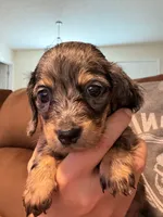 Bl dapple female akc, a female Miniature Dachshund for sale in Roundhill, KY – 3 of 4