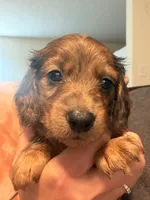 CKC longhaired dapple male, a male Miniature Dachshund for sale in Roundhill, KY – 2 of 4