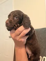 Solid chocolate longhaired female, a female Miniature Dachshund for sale in Roundhill, KY – 3 of 3