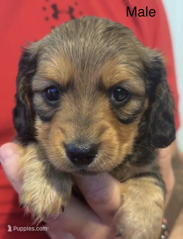 CKC longhaired sable – Miniature Dachshund puppy for sale in Roundhill, KY