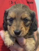 CKC longhaired sable, a male Miniature Dachshund for sale in Roundhill, KY – 1 of 2