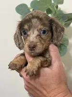 Akc choc/cream dapple, a female Miniature Dachshund for sale in Roundhill, KY – 6 of 6